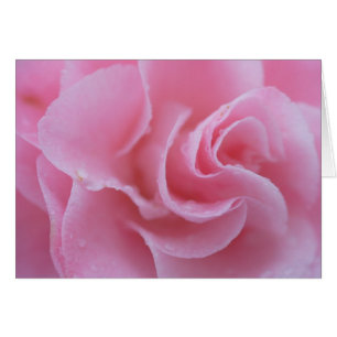Roze Camellia