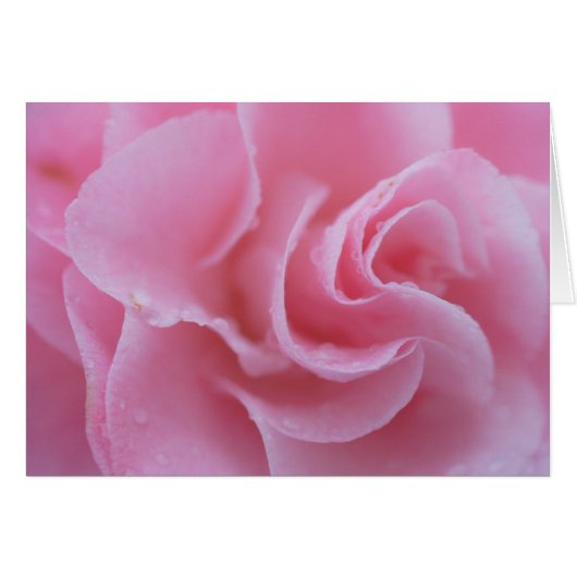 Roze Camellia (Voorkant Horizontaal)