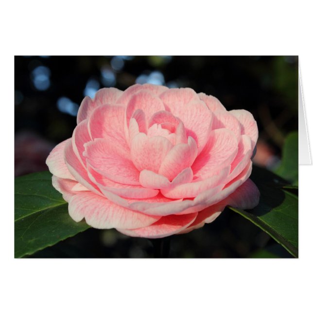 Roze Camellia (Voorkant Horizontaal)