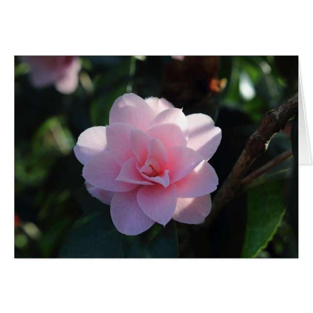 Roze Camellia (Voorkant Horizontaal)