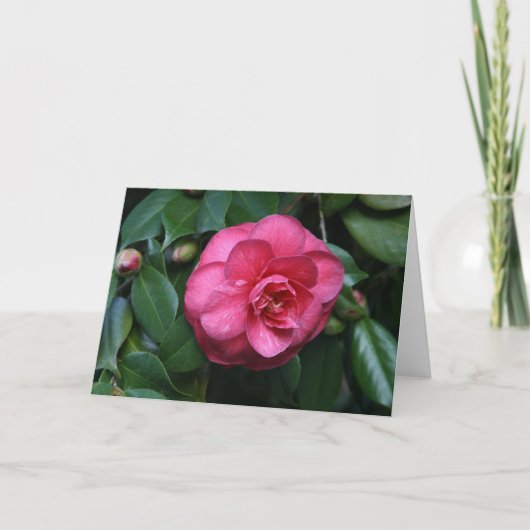 "Roze Camellia # 1" Kaart (Voorkant)