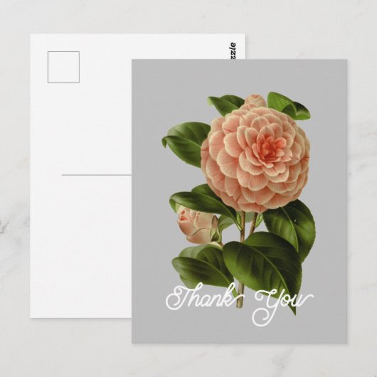 roze camellia albino botti dank u briefkaart (Voorkant / Achterkant)