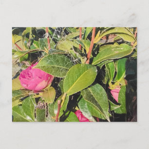 Roze Camellia Bloemen in Bloei Tussen Groene Blade Briefkaart