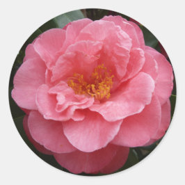  roze camellia bloemenfoto Sticker