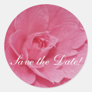 Roze Camellia Blossom Ronde Sticker
