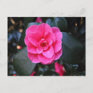Roze Camellia Briefkaart
