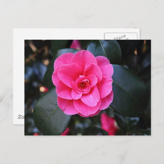 Roze Camellia Briefkaart (Voorkant / Achterkant)