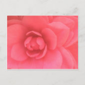 Roze Camellia Briefkaart (Voorkant)