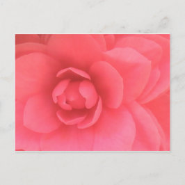 Roze Camellia Briefkaart