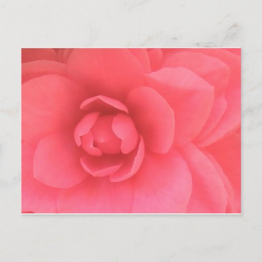 Roze Camellia Briefkaart (Voorkant)