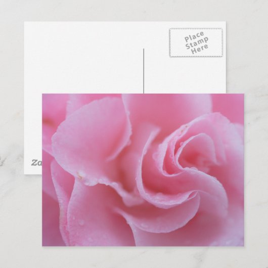 Roze Camellia Briefkaart (Voorkant / Achterkant)