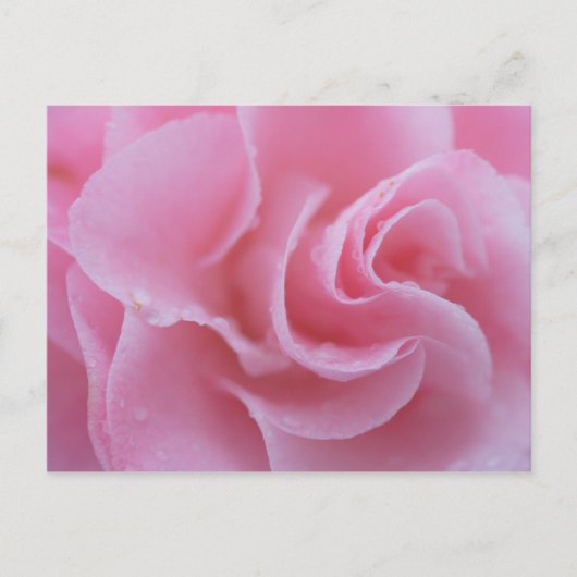 Roze Camellia Briefkaart (Voorkant)