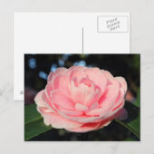 Roze Camellia Briefkaart (Voorkant / Achterkant)