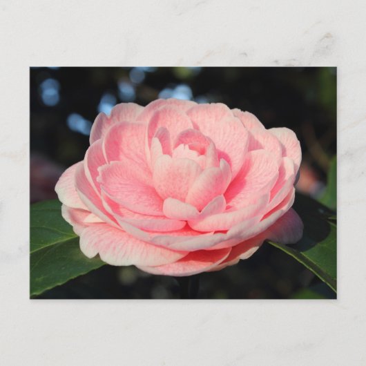 Roze Camellia Briefkaart (Voorkant)