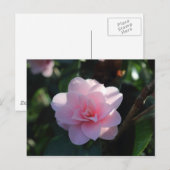 Roze Camellia Briefkaart (Voorkant / Achterkant)