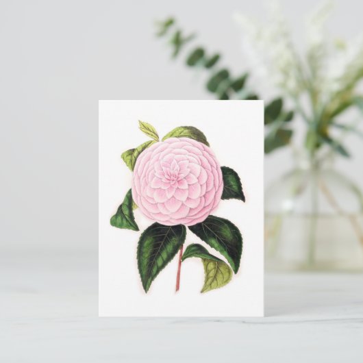 Roze Camellia Briefkaart (Staand voorkant)
