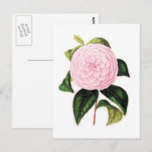 Roze Camellia Briefkaart (Voorkant / Achterkant)