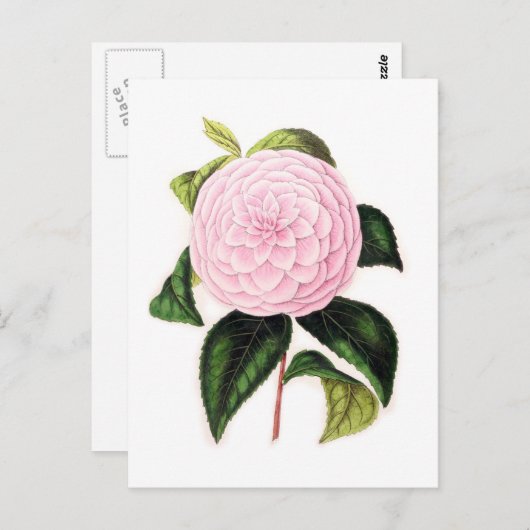 Roze Camellia Briefkaart (Voorkant / Achterkant)
