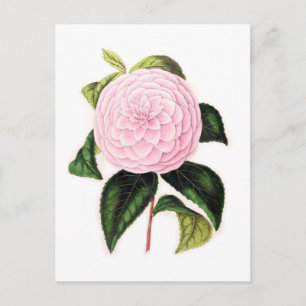 Roze Camellia Briefkaart