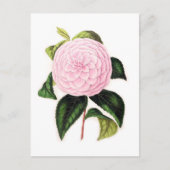 Roze Camellia Briefkaart (Voorkant)