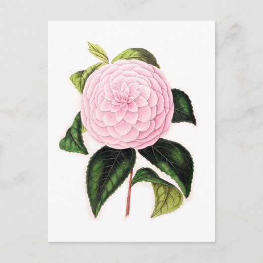 Roze Camellia Briefkaart (Voorkant)