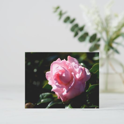 Roze Camellia Flower Briefkaart (Staand voorkant)