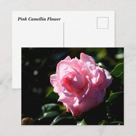 Roze Camellia Flower Briefkaart (Voorkant / Achterkant)