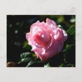 Roze Camellia Flower Briefkaart (Voorkant)