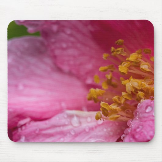 Roze Camellia Flower Stamens Muismat (Voorkant)