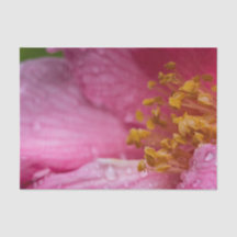 Roze Camellia Flower Stamens