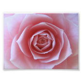 Roze Camellia Foto Afdruk (Voorkant)