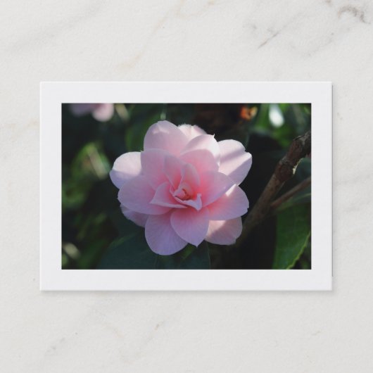 Roze Camellia (grens) Visitekaartje (Voorkant)