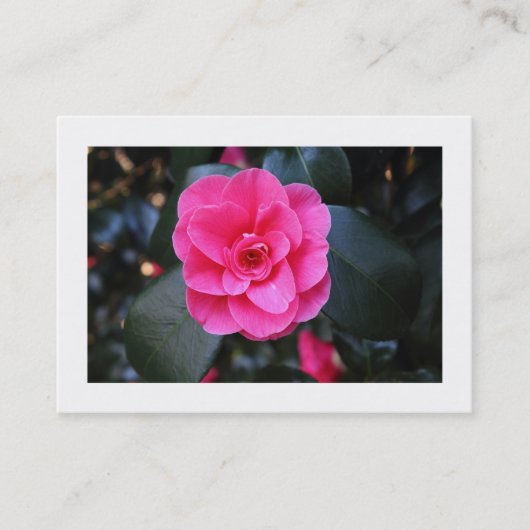 Roze Camellia (grens) Visitekaartje (Voorkant)