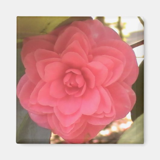 Roze Camellia Magnet (Voorkant)