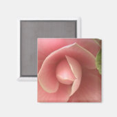 Roze Camellia Magnet (Voorkant / Achterkant)
