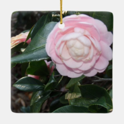 Roze Camellia-Ornament Keramisch Ornament (Achterkant)
