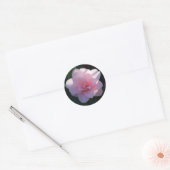 Roze Camellia Ronde Sticker (Envelop)