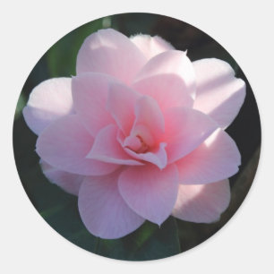Roze Camellia Ronde Sticker