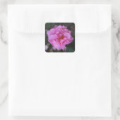 Roze Camellia-Stickers Vierkante Sticker (Tas)