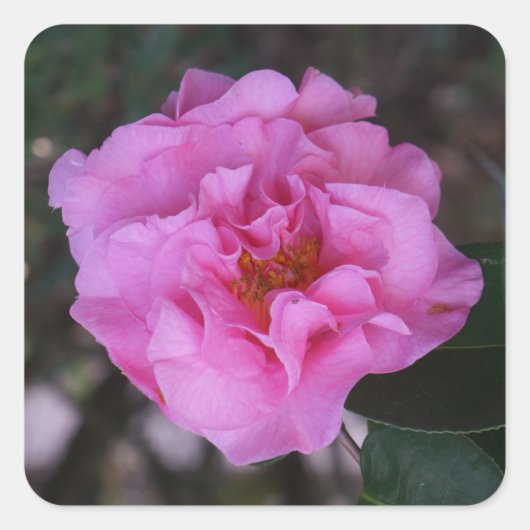 Roze Camellia-Stickers Vierkante Sticker (Voorkant)