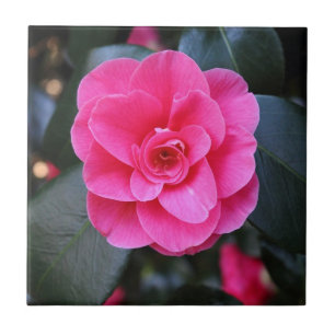 Roze Camellia Tegeltje