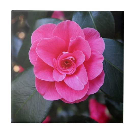 Roze Camellia Tegeltje (Voorkant)