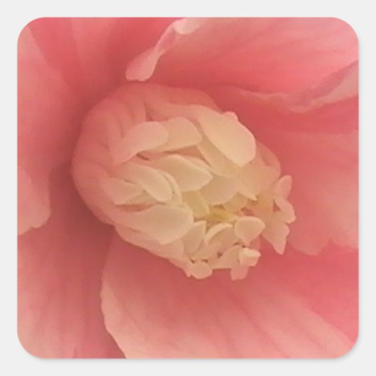 Roze Camellia Vierkante Sticker (Voorkant)