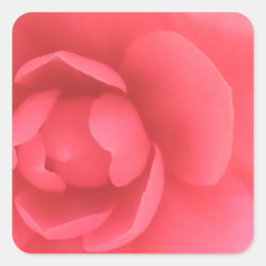Roze Camellia Vierkante Sticker