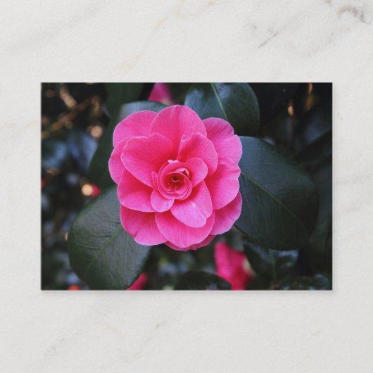Roze Camellia Visitekaartje (Voorkant)