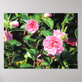 Roze Camellias Digital Painting Wall Art Poster