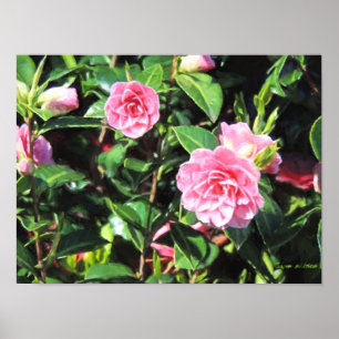 Roze Camellias Digital Painting Wall Art Poster