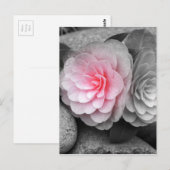 Roze Camellias-foto Briefkaart (Voorkant / Achterkant)