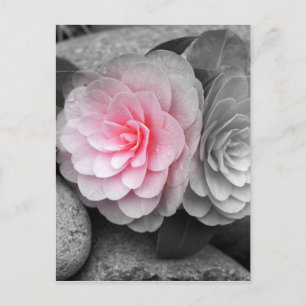 Roze Camellias-foto Briefkaart