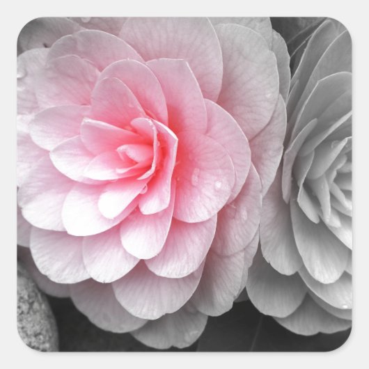 Roze Camellias-foto Vierkante Sticker (Voorkant)